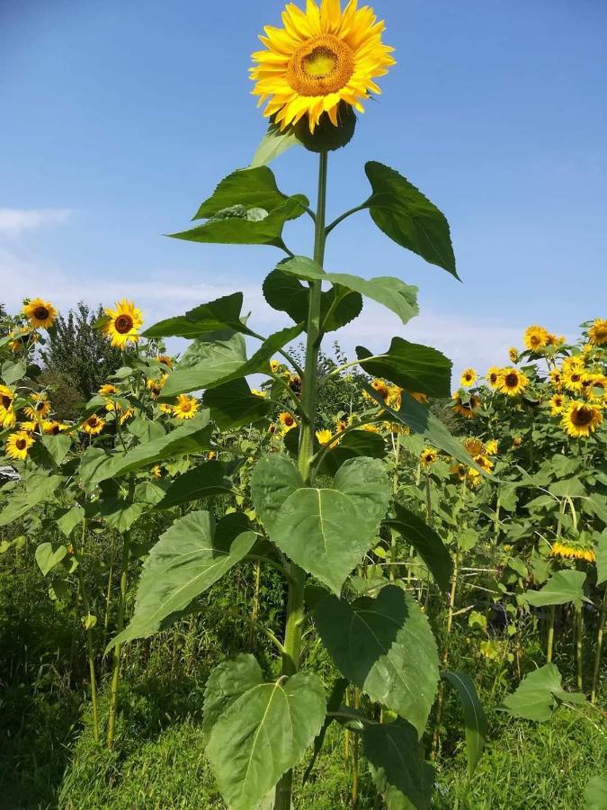 Ruralna Kuca Za Odmor Pozojova Hiza - Rural Holiday House Lopatinec 外观 照片