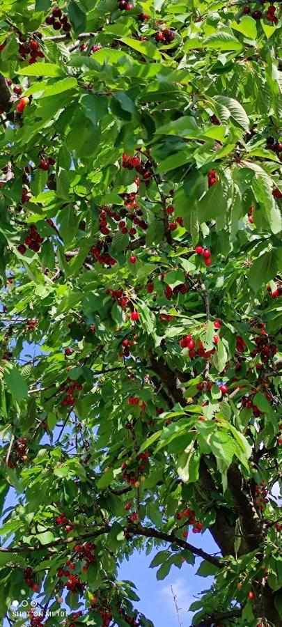 Ruralna Kuca Za Odmor Pozojova Hiza - Rural Holiday House Lopatinec 外观 照片